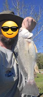 What type of fish is this?