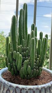Growing and taking care of these unique little cacti plants is not very difficult at all. Pin On Great Cactus Succulents