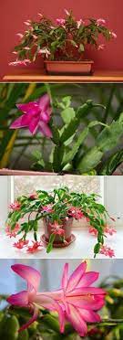 Cuidados Para Un Cactus De Navidad Guia Completa Cactus Navidad Plantasuncomo Schlumbergera Cactus De Navidad Cuidado De Cactus Plantas Ornamentales