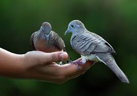 zebra doves hand feeding click image to view larger photo net in 2021 cute birds pretty birds beautiful birds