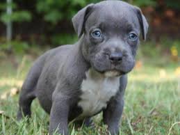 Pitbulls with blue noses looks undeniably beautiful, and the puppies are even more adorable. Bluenose Pitbulls For Sale In Saskatchewan Ombin