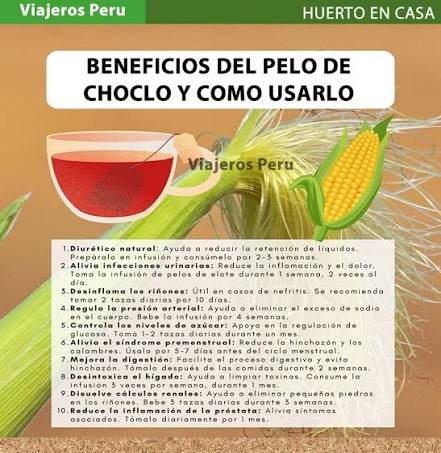 🌽✨ Beneficios del Pelo de Choclo y Cómo Usarlo Aunque muchas personas lo desechan, el pelo de choclo es una fuente poderosa de propiedades medicinales. Se puede usar en infusiones para mejorar