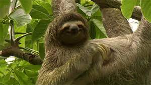 Happy birthday have a majestic day, stoned sloth, quickmeme. 19 Animal Gifs That Will Make You Appreciate The Beauty Of Nature Sloth Gif Sloths Funny Sloth