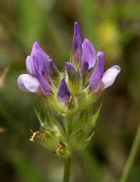 Image result for Psoralea arborea