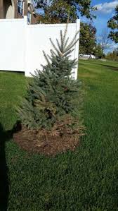 In temperate areas, this period is typically followed by a period of moderate weather during which the new transplant will have time to become established. Colorado Blue Spruce Transplant Shock