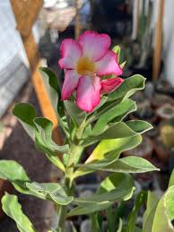 Image result for Hygrophila okavangensis