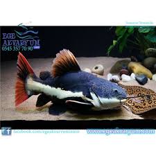 Red Tail Cat Fish Kirmizi Kedi Baligi 10 Cm Egeakvaryum Com