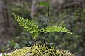 Image result for Trichomanes