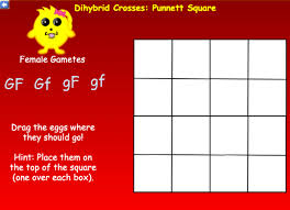 Punnett squares are visual tools used in the science of genetics to determine the possible combinations of genes that will occur at fertilization. Answered Dihybrid Crosses Punnett Square Female Bartleby