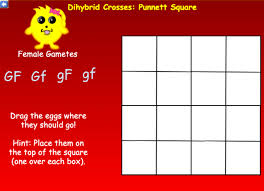 You still follow the same process for monohybrid crosses. Answered Dihybrid Crosses Punnett Square Female Bartleby