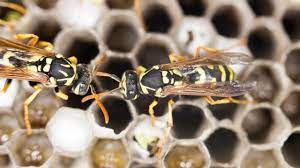 For use in a loft how do i kill wasps in my attic? Got Wasps Here S What To Do