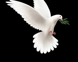 صورة حمامة رمز