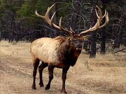 Drought In South Dakota Means More Cow Elk Hunting Licenses Elk Elkhunting Southdakota Blackhills Wildlife Wildlifephotogra Elk Hunting Cow Elk Wildlife
