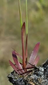 Image result for Xyris straminea