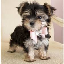 Maybe you would like to learn more about one of these? Morkie Morkipoo Tlc Puppy Love
