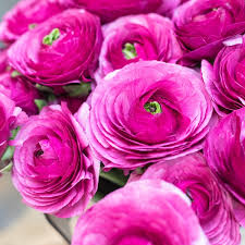 Image result for Ranunculus volkensii