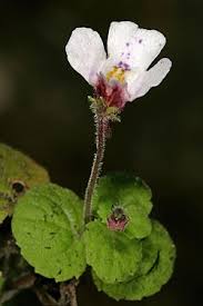 Image result for Diclis