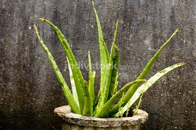 Caring for an aloe vera plant is simple once you know the basics. House Plant Tubers Houseplant Aloe Vera Plant With Green Leaves In Direct Sunlight Against Grungy Isolated Background Design Element Copy Space Room For Text Indivstock