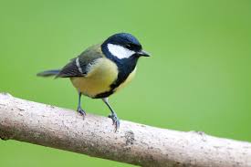 Die Kohlmeise Ist Unterseits Gelb Mit Breitem Schwarzem Langsband Kopf Und Kehle Schwarz Mit Weissen Wangen Gesang Sehr Variab Kohlmeise Meise Vogel Erkennen