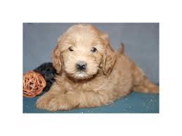 We breed f1b and multigen goldendoodles which are at least 75% poodle and 25% golden retriever. F1b Mini Goldendoodle Dog Female Red 2333210 The Barking Boutique