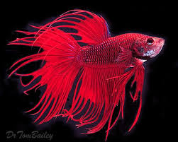 Common Betta Fish Diseases Akvaryumlar Balik Akvaryum