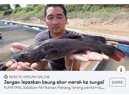 Apr 03, 2021 · ikan baung ekor merah terlepas masuk sungai perak. King Patin Ikan Baung Ekor Merah Adalah Ikan Larangan Facebook