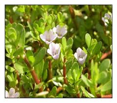 Image result for Bacopa monnieri