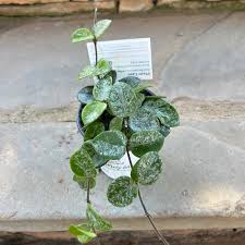 Image result for Hoya