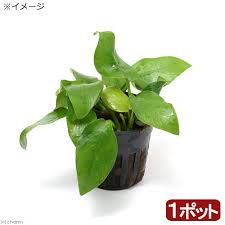 アヌビアスナナ 育て方とアヌビアスの種類 水草動画ブログ