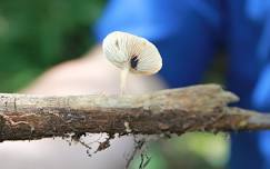 Adult Field Course: Fungi in the Cloud Forest
