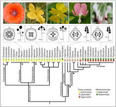 Image result for Papaveraceae