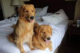 Greengate Goldens Golden Retrievers South Carolina