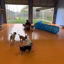 Pet grooming services for dogs & cats at affordable prices in san antonio at woof gang bakery & grooming san antonio. Lucy S Doggy Daycare And Spa 85 Photos 135 Reviews Pet Groomers 937 S Laredo St San Antonio Tx Phone Number
