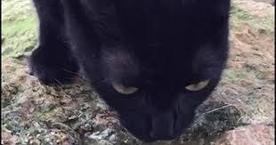 Animated Cat Gif Mini Black Panther Drinking Water In Slow Motion Dog Wallpaper Funny Cat Videos Best Cat Gifs