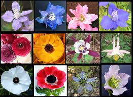 Image result for Ranunculaceae
