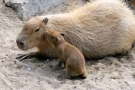 Love You Mommy Capybara Animals Beautiful Animals Friendship