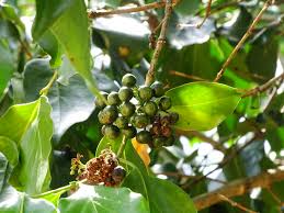 Image result for Psydrax parviflora