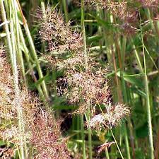 Image result for Melinis minutiflora