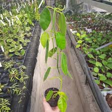 Susan let me know that some splashy plants like the hoya pubicalyx super splash and the cv. Hoya Lauterbachii Uhlig Kakteen More Than 5 000 Different Species