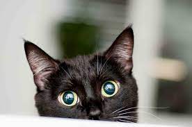 How To Tell If Your Cat Is Sick Maywood Veterinary Clinic