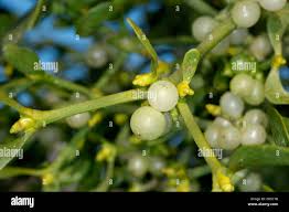 Image result for Viscaceae