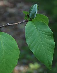 Image result for Maerua acuminata