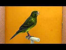 Pin En Todo Canarios