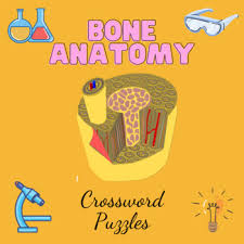 Related posts of bone anatomy crossword bone growth in the radius of the styloid process. Anatomy Crossword Worksheets Teaching Resources Tpt