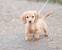 Miniature Golden Dachshund
