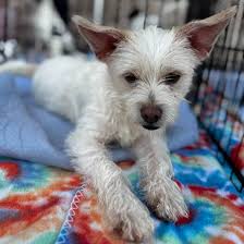 Double the Events Can Double the Chances to Meet Your New Best Friend!  We've got TWO amazing adoption events happening now, and you won't want to  miss either one! Saturday, 5/3 from