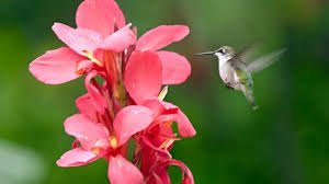 Meet 12 Of The Best Container Plants How To Attract Hummingbirds Container Plants Plants