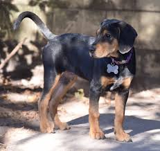 Black And Tan Coonhound For Sale In Florida Black And Tan Coonhound Dog For Adoption In Orlando Fl Adn 403351 On Puppyfinder Com Gender Male Age Dog Adoption Coonhound Black And Tan