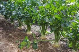 Doch ist auch ein rohverzehr möglich? Sellerie Ernten Stechen Sie Die Wurzel Nicht Ab