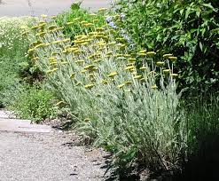 The stems stand 2 to 3 feet tall with fragrant, silvery green foliage. Achillea Filipendulina Coronation Gold California Flora Nursery
